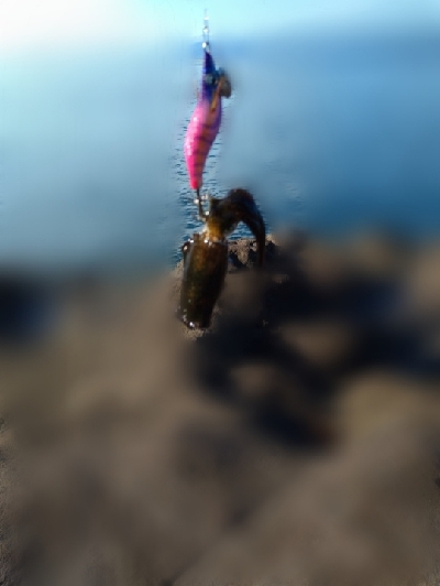 サイトフィッシング